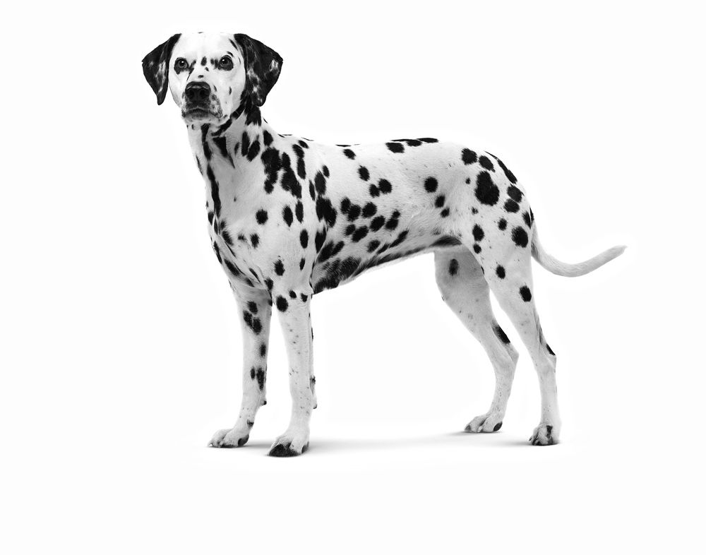 Dalmation