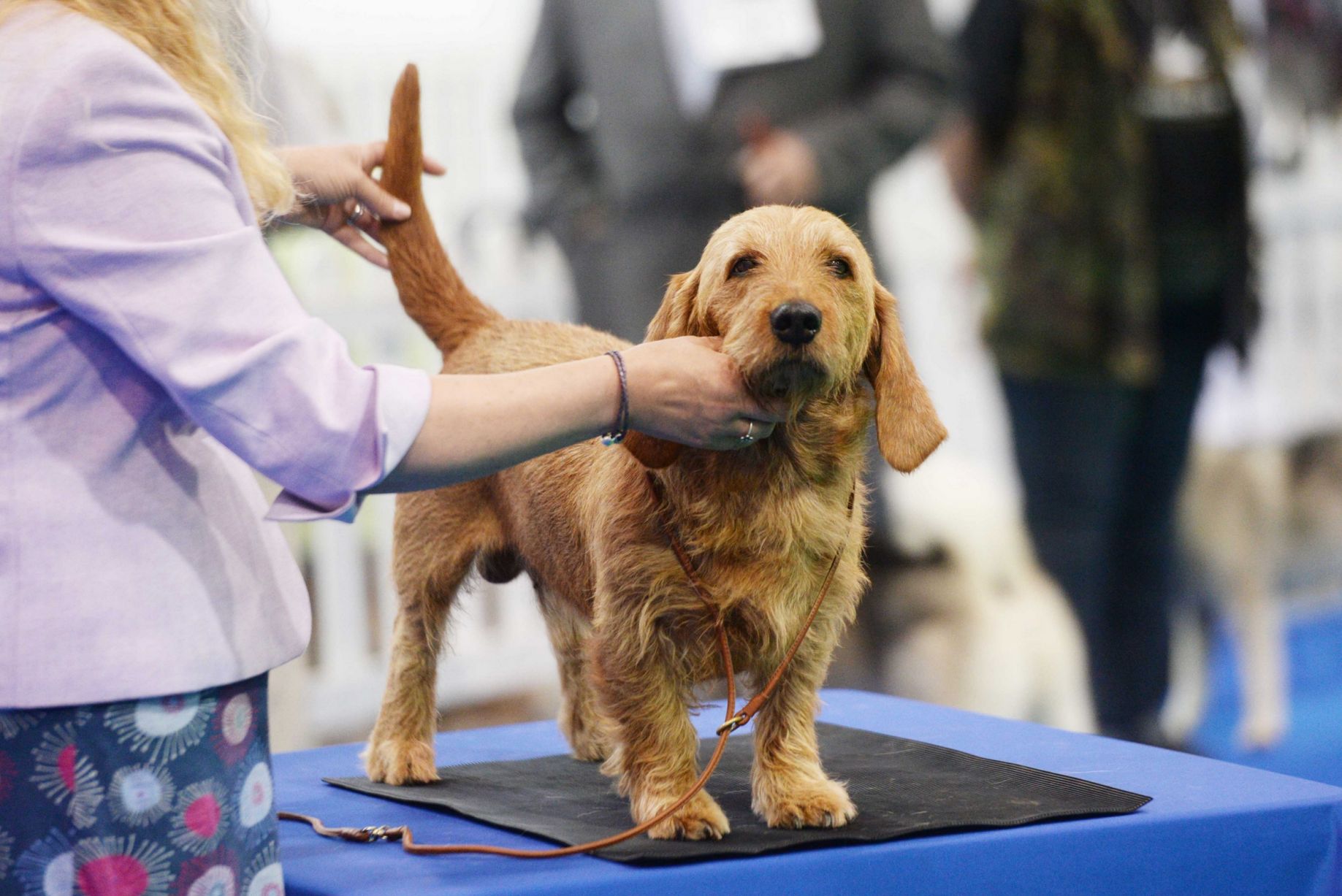 Dog in show