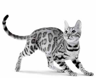 Spotted Cat