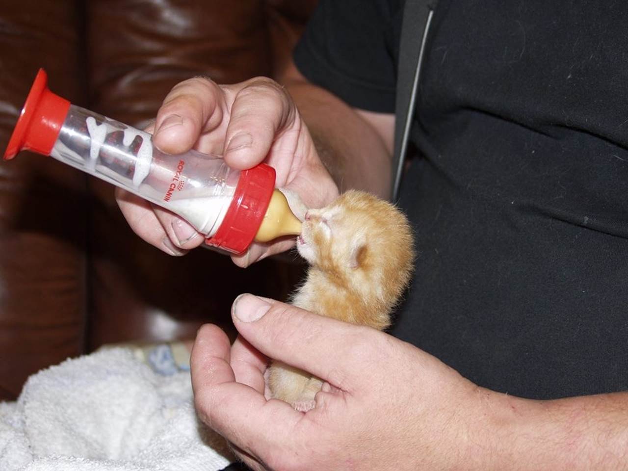 Small kitten being fed with a Royal Canin bottle