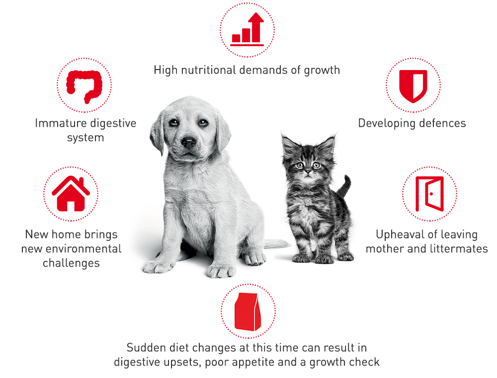 Royal canin outlet $10 coupon 2019