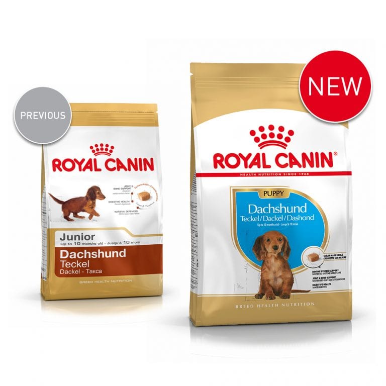 Dachshund Puppy - ROYAL CANIN® Professionals