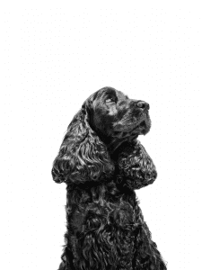 English Cocker Spaniel