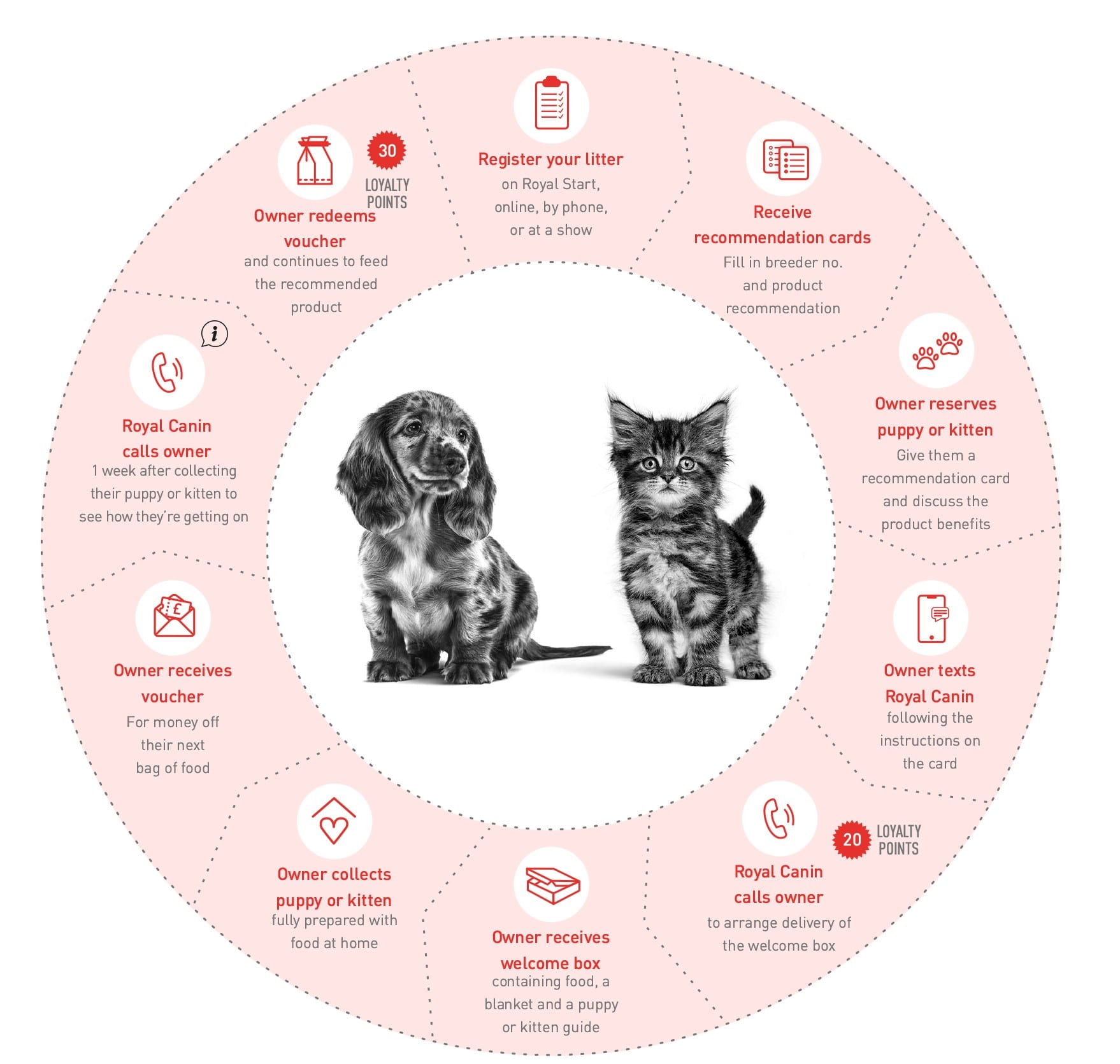 Royal canin 2025 kitten club