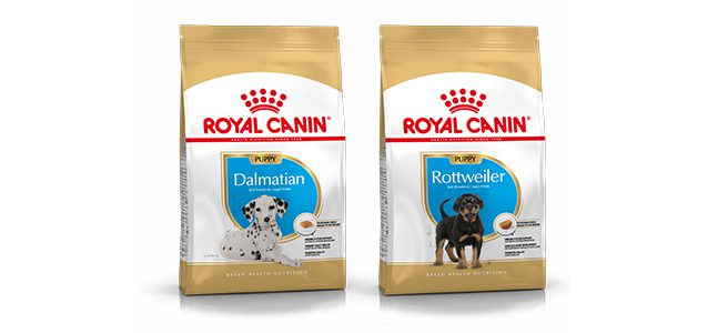 Royal canin 2025 staff feeding