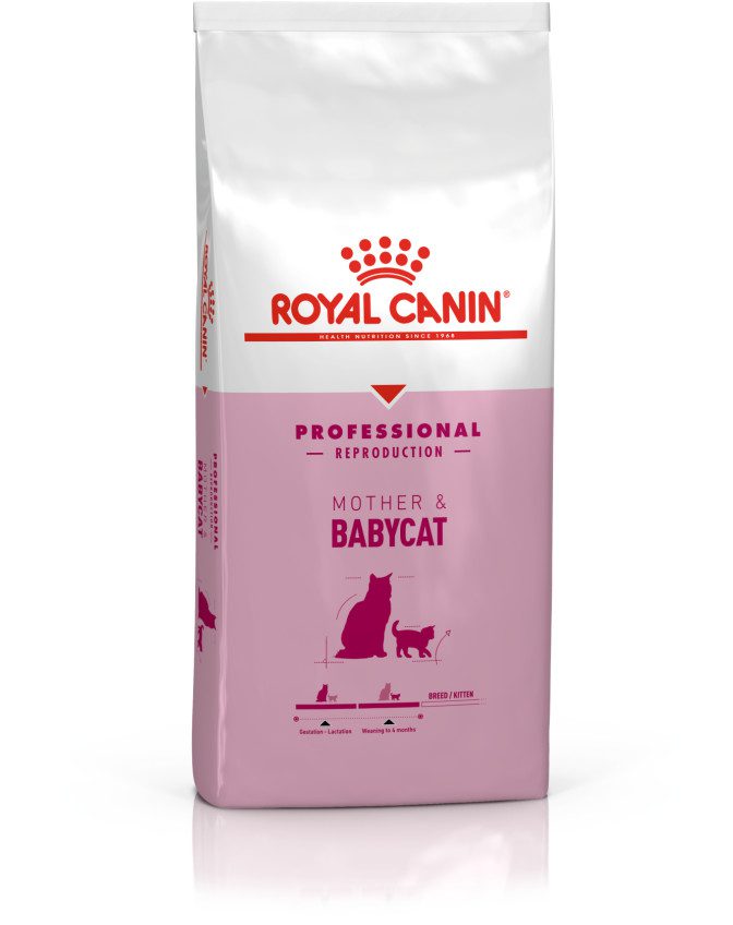 Royal canin mother store kitten